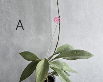 ホヤ・パビカリクス・ピンク・シルバー・ゴースト希少植物、Mサイズ