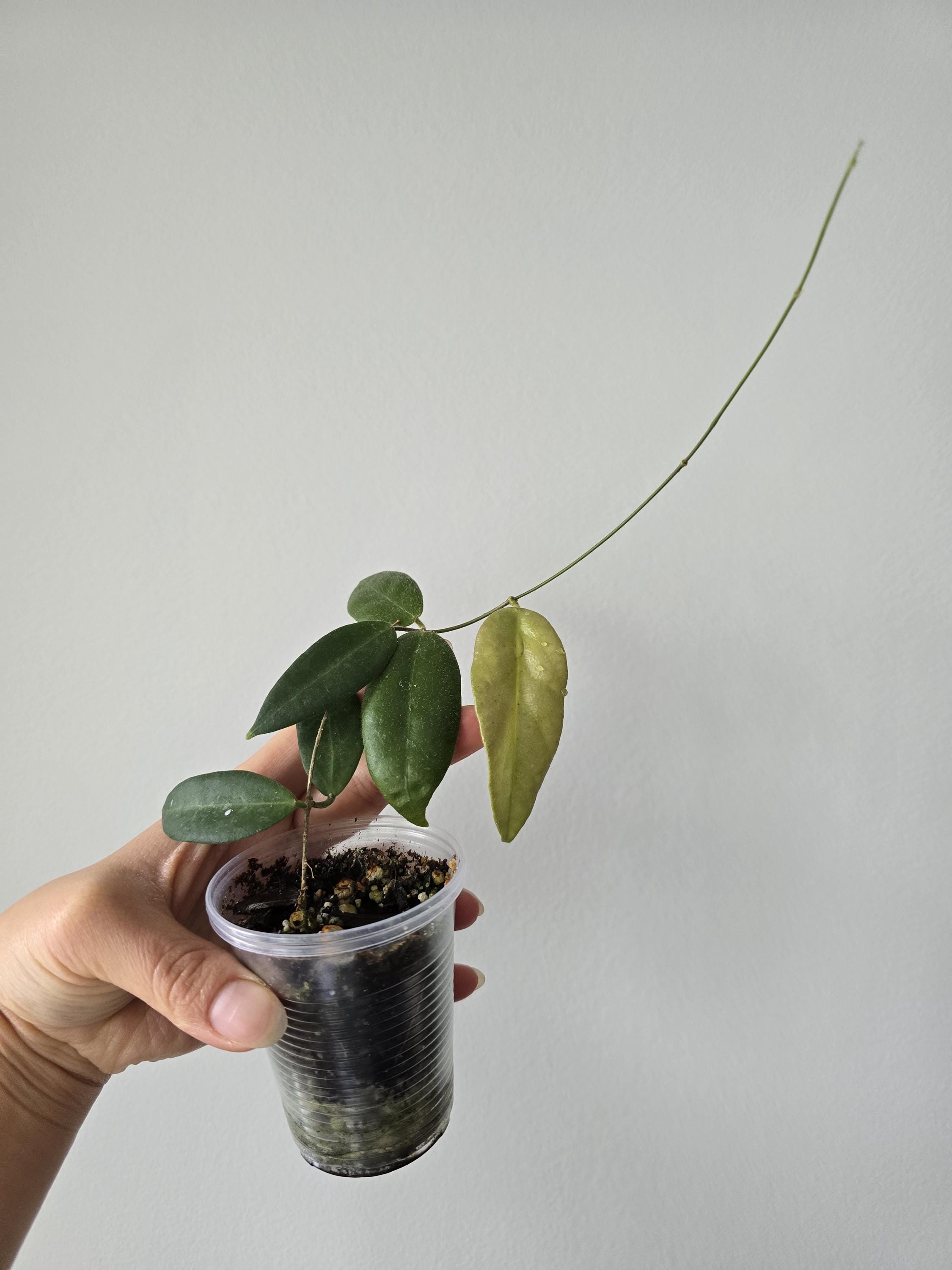 Hoya patella - Etsy 日本