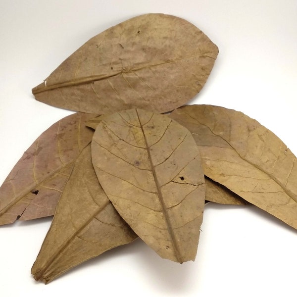 x10 Indian Almond Leaves