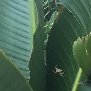 Spider in the Greens