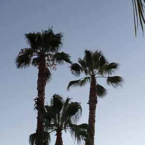 Palmas de California