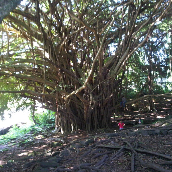 Big Banyan Tree Art Etsy