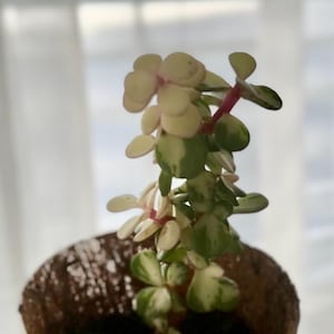 Elephant Bush pink variegated Succulent starter plant