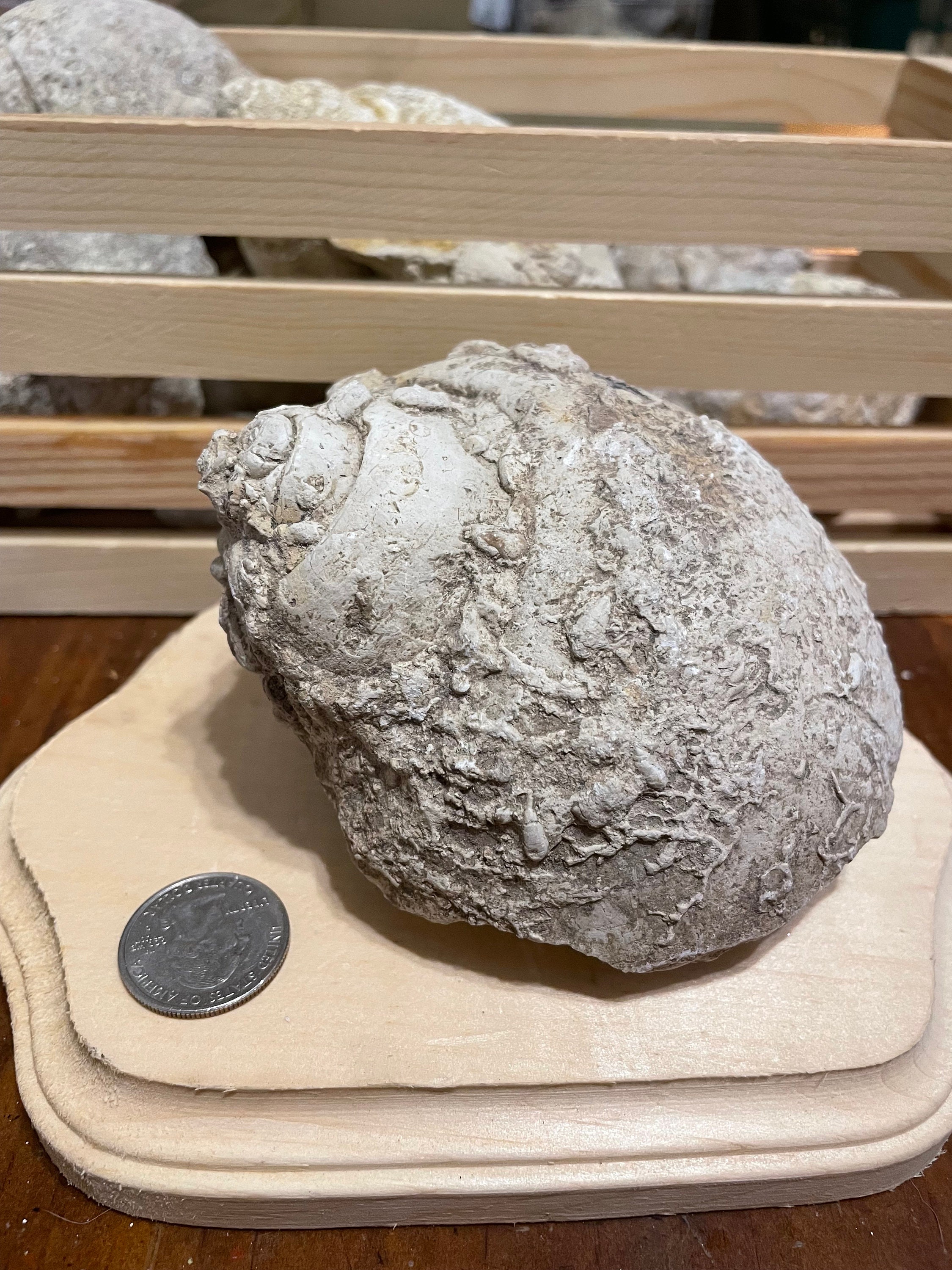 Giant Snail Fossil Etsy