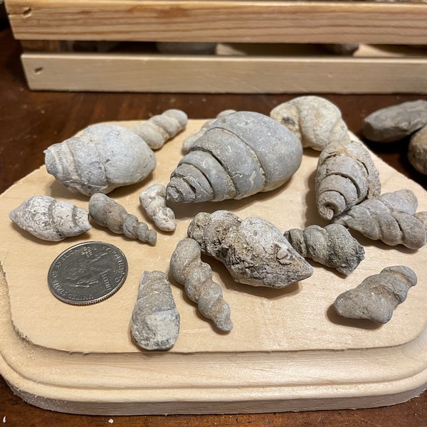 Gastropod Fossils