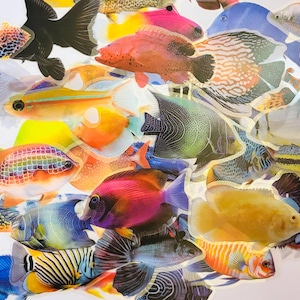 Pode incluir: Uma colagem vibrante de várias espécies de peixes, mostrando uma gama diversificada de cores e padrões. A imagem apresenta peixes em tons de vermelho, laranja, amarelo, azul e verde, com detalhes e texturas intrincados. A composição é uma mistura de diferentes formas e tamanhos.