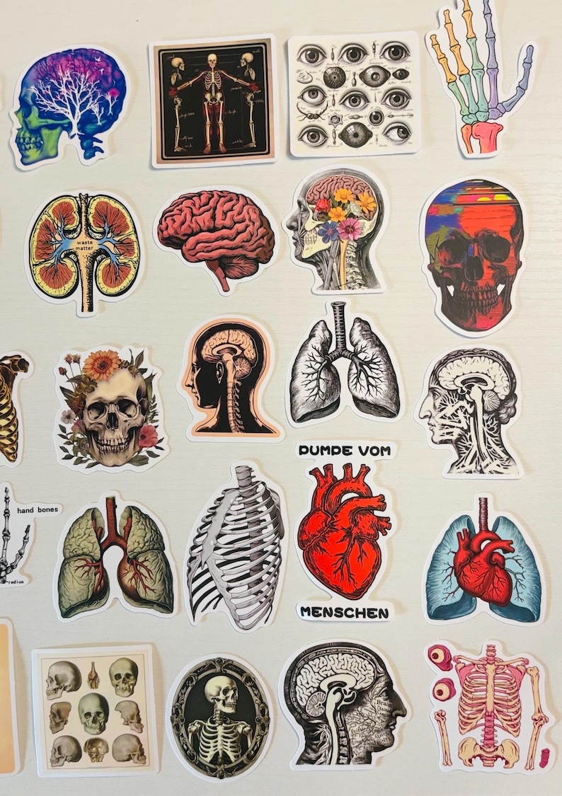 Sticker Humen Anatomical Stickers, Medical Science Decals for Planners, Human Anatomy ...