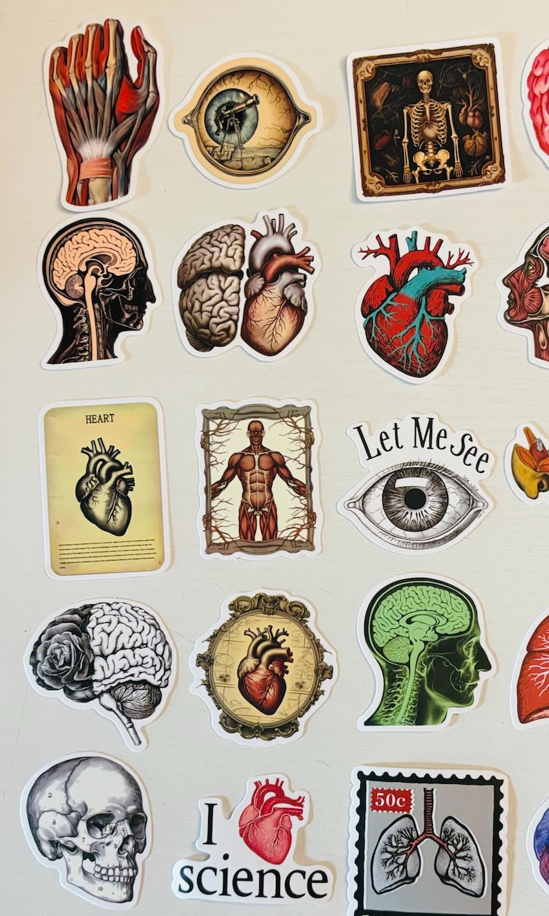Human Figure Sticker Anatomical Stickers, Medical Science Decals for Planners, Human Anatomy ...
