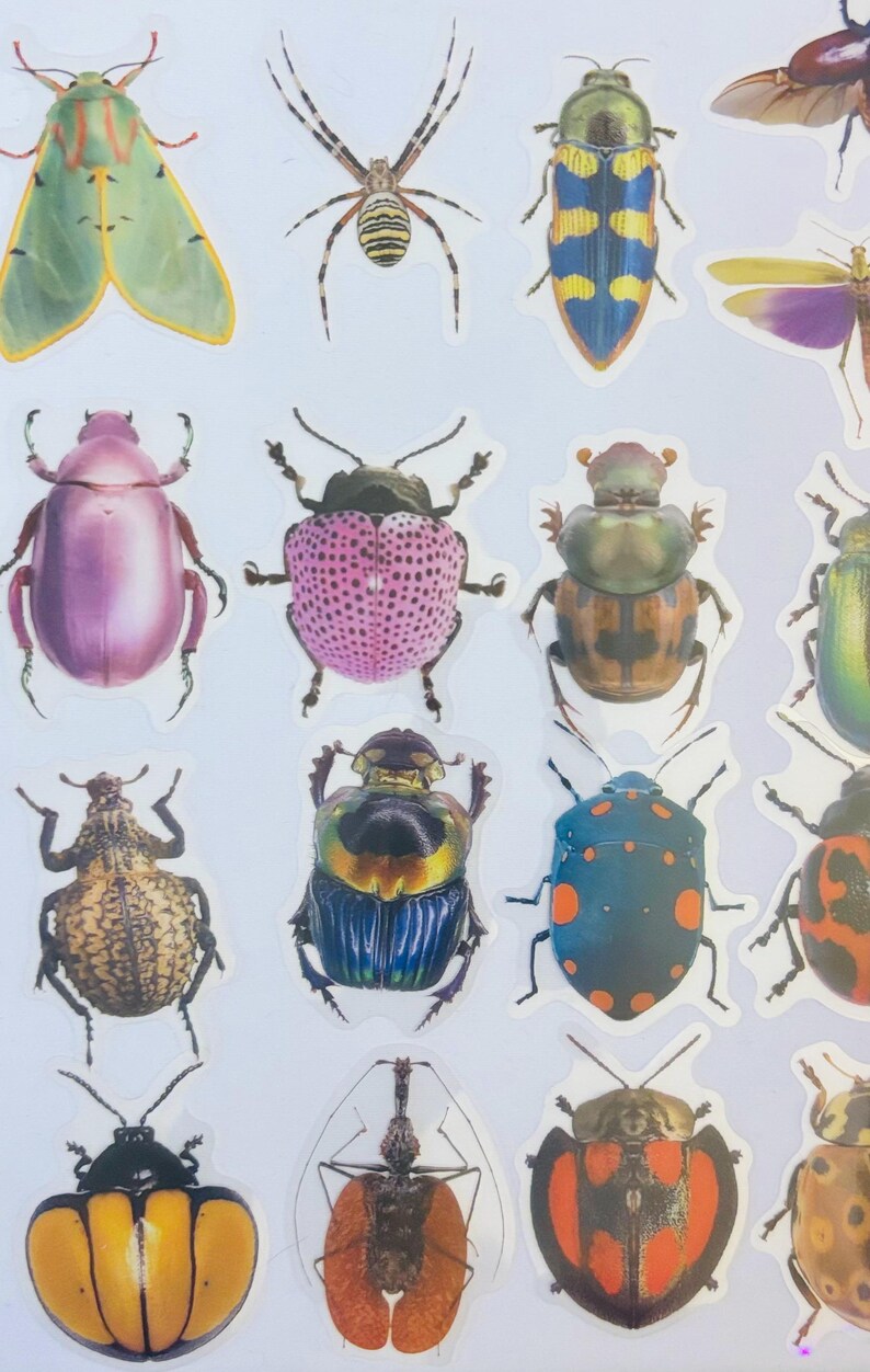 Insect Stickers, Bug Beetle Fly Stickers for Planners, Decorations (10 ...