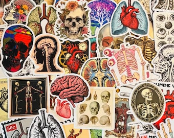 Anatomical Stickers, Medical Science Decals for Planners, Human Anatomy