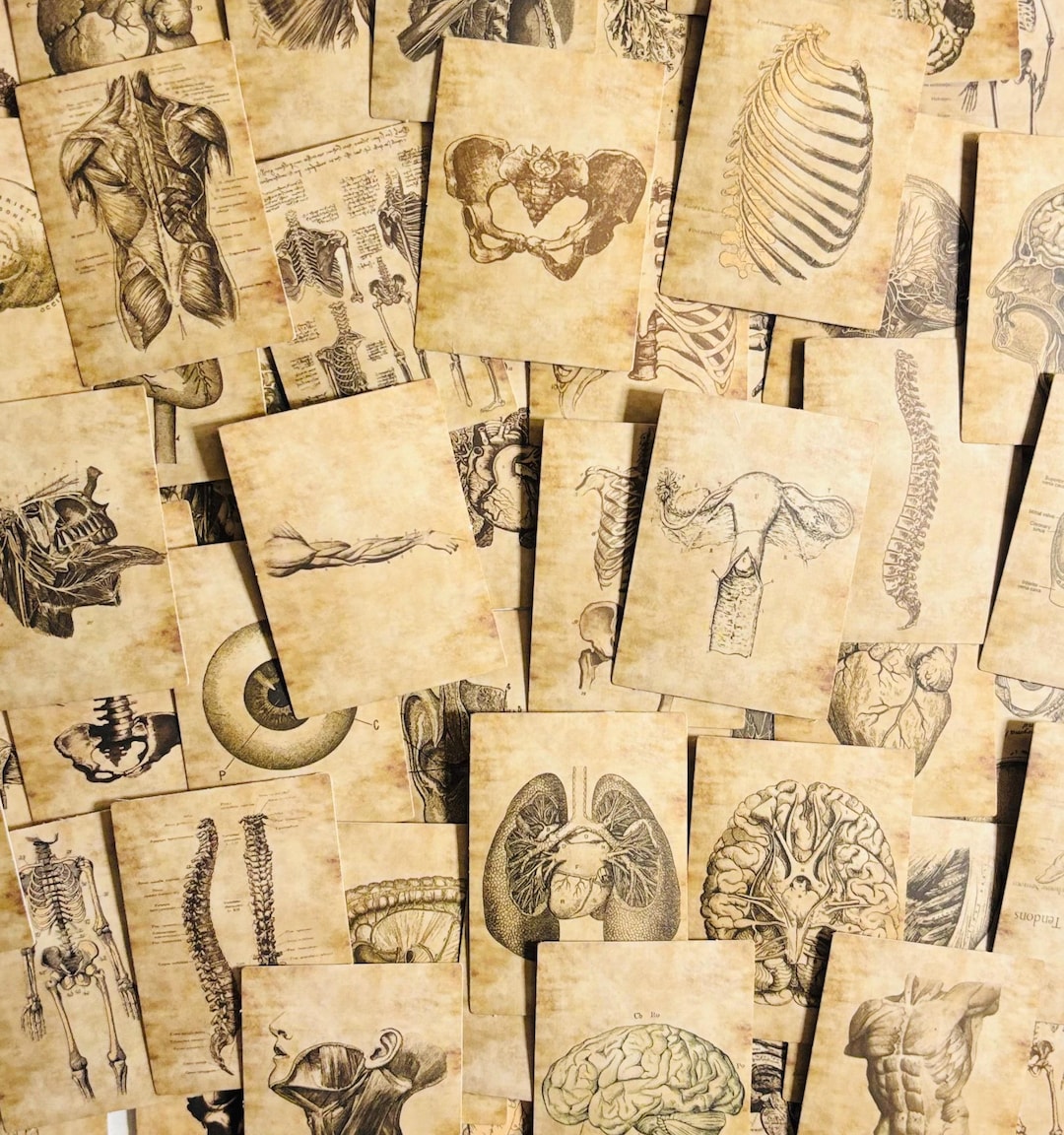 Anatomical Stickers, Vintage Style Human Anatomy, Medical Stickers - Etsy