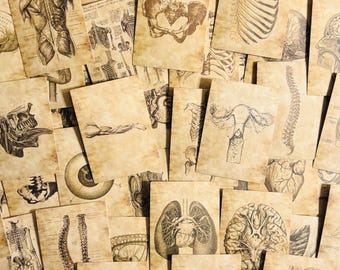 Anatomical Stickers, Vintage Style Human Anatomy, Medical Stickers
