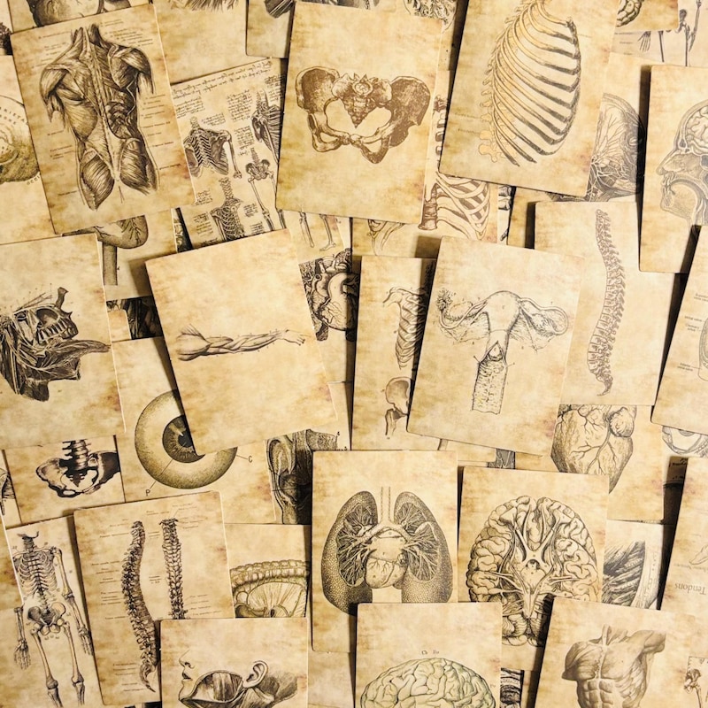 Anatomy Stickers Vintage - Etsy