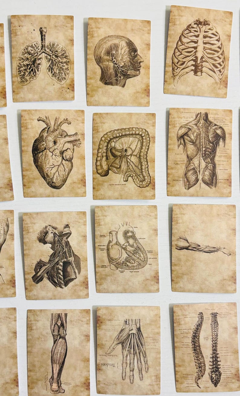 Anatomical Stickers, Vintage Style Human Anatomy, Medical Stickers - Etsy