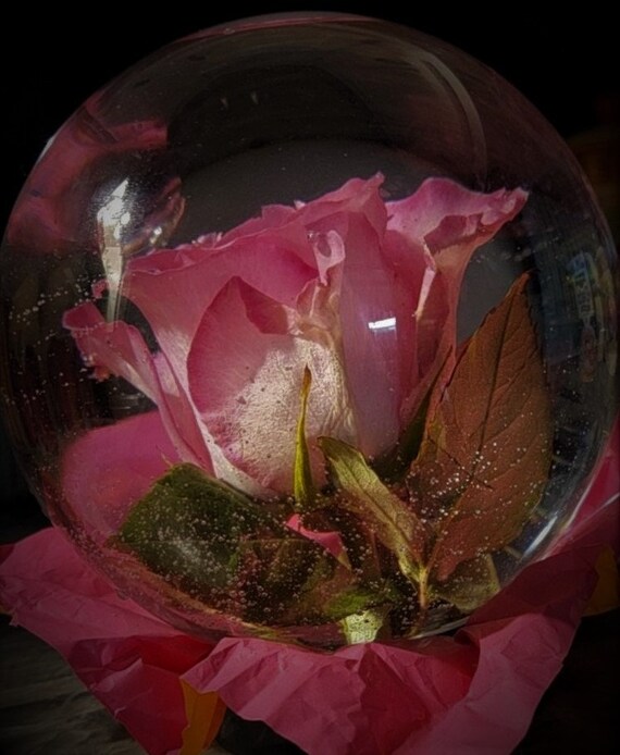 Beautiful Handmade Forever Rose in Water Globe Rose Globe Etsy