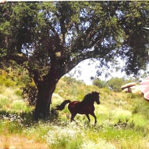 Pferdefoto-Grußkarte. Gedruckte Fotografie eines Pferdes im Feld. Western Cowgirl Briefpapier Geschenk. Pferd Liebhaber Geschenk. Original Pferdefotografie.