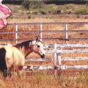 Wildleder-Fotokarton für Pferde. Gedruckte Fotografie Pferd & Zaun. Western Cowgirl Briefpapier Geschenk. Pferd Liebhaber Geschenk. Original Pferdefotografie.