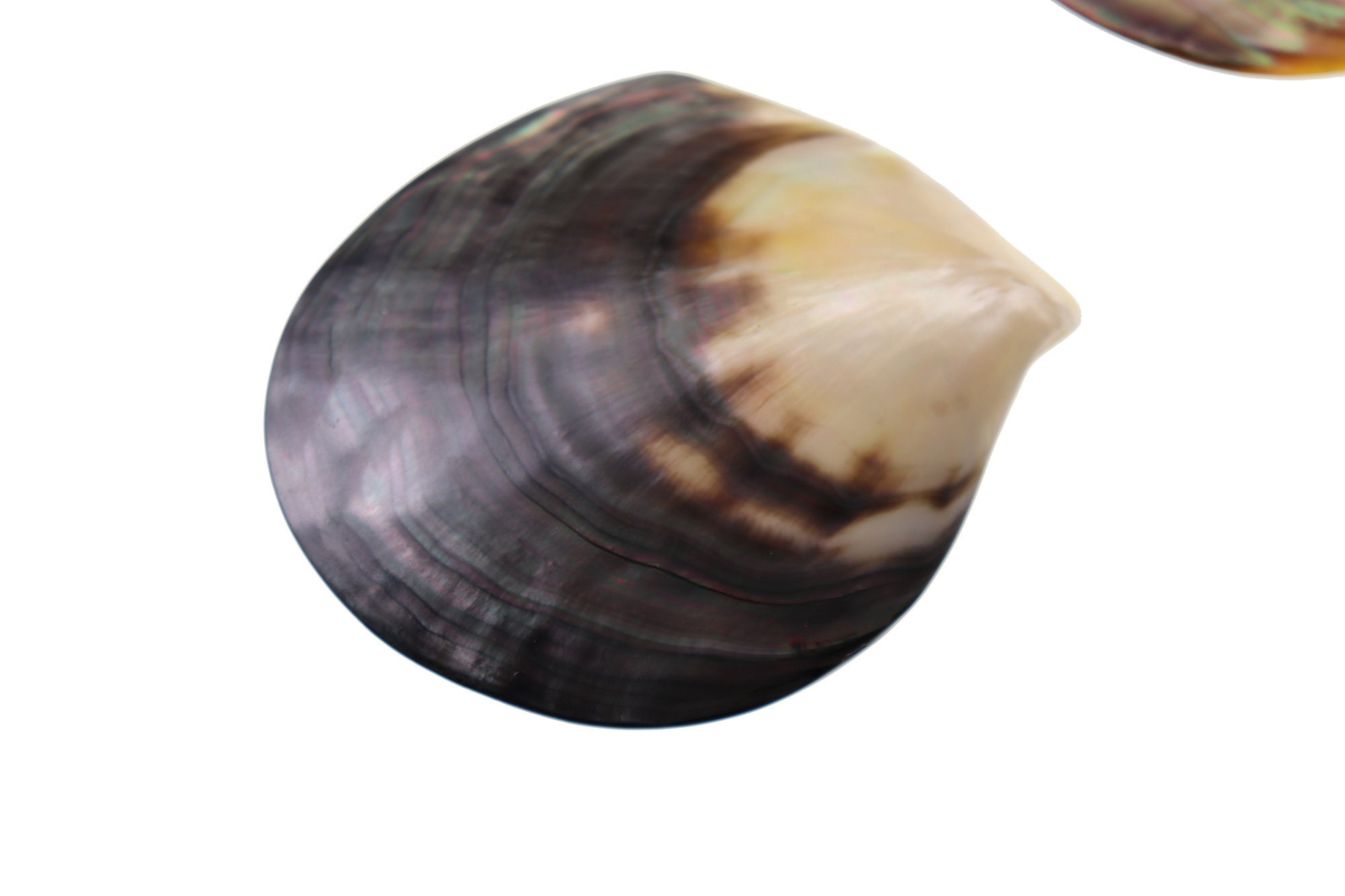 Hand Polished AAA+ Big Than 10cm Natural Tahitian Black Mother of Pearl ...