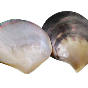 AAA + lucidato a mano grande più di 10 cm naturale tahitiano nero madreperla conchiglia ostrica conchiglia 1 pezzo