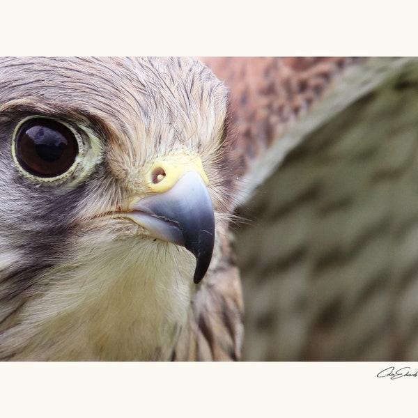 Kestrel Mounted Print