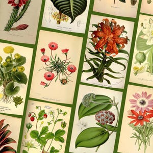 Botanical 348 PCS Vintage wall kit grunge fairy wall collage kit vintage posters wall collage kit room decor aesthetic plant vintage wall