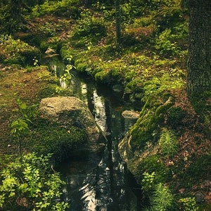 May include: A small stream flows through a lush green forest, surrounded by moss-covered rocks and tall trees. The water is clear and reflects the surrounding foliage.