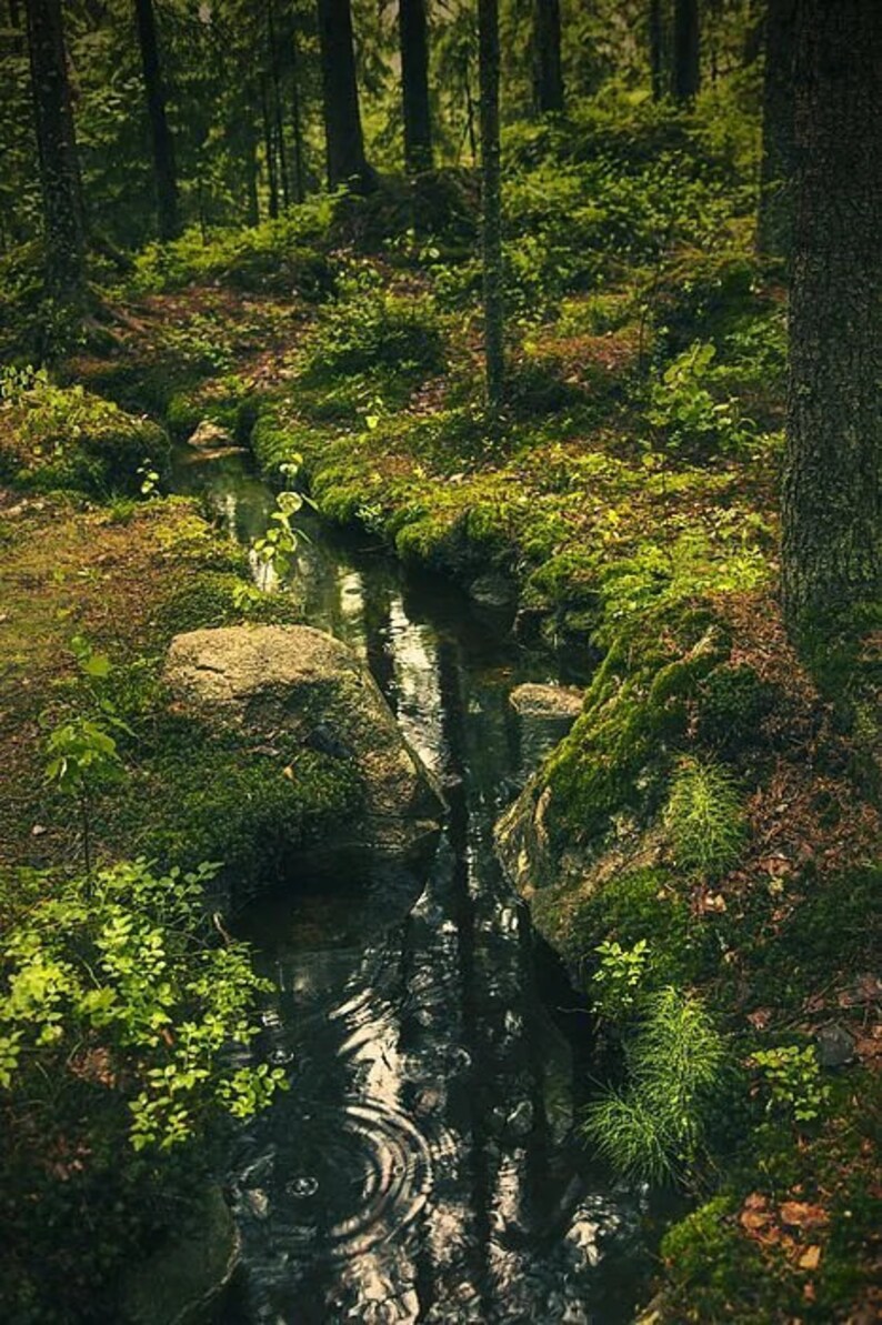 May include: A small stream flows through a lush green forest, surrounded by moss-covered rocks and tall trees. The water is clear and reflects the surrounding foliage.