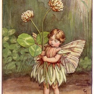 May include: A fairy with wings and a white dress holds a bouquet of white clover flowers. The text "The White Clover Fairy" is printed below the image.