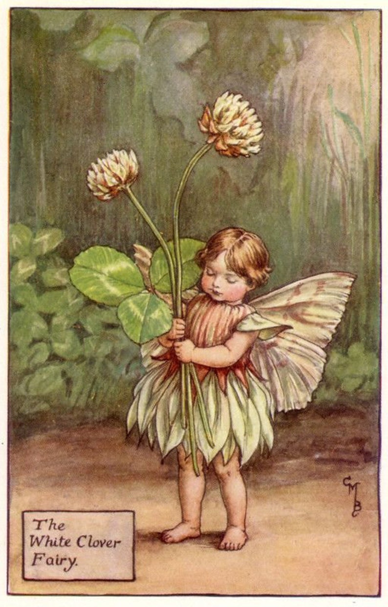 May include: A fairy with wings and a white dress holds a bouquet of white clover flowers. The text "The White Clover Fairy" is printed below the image.