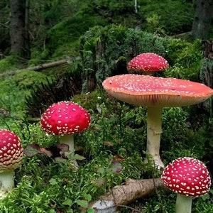 May include: Four red and white spotted mushrooms growing in a mossy forest setting. The largest mushroom has a wide, flat cap and a white stem.