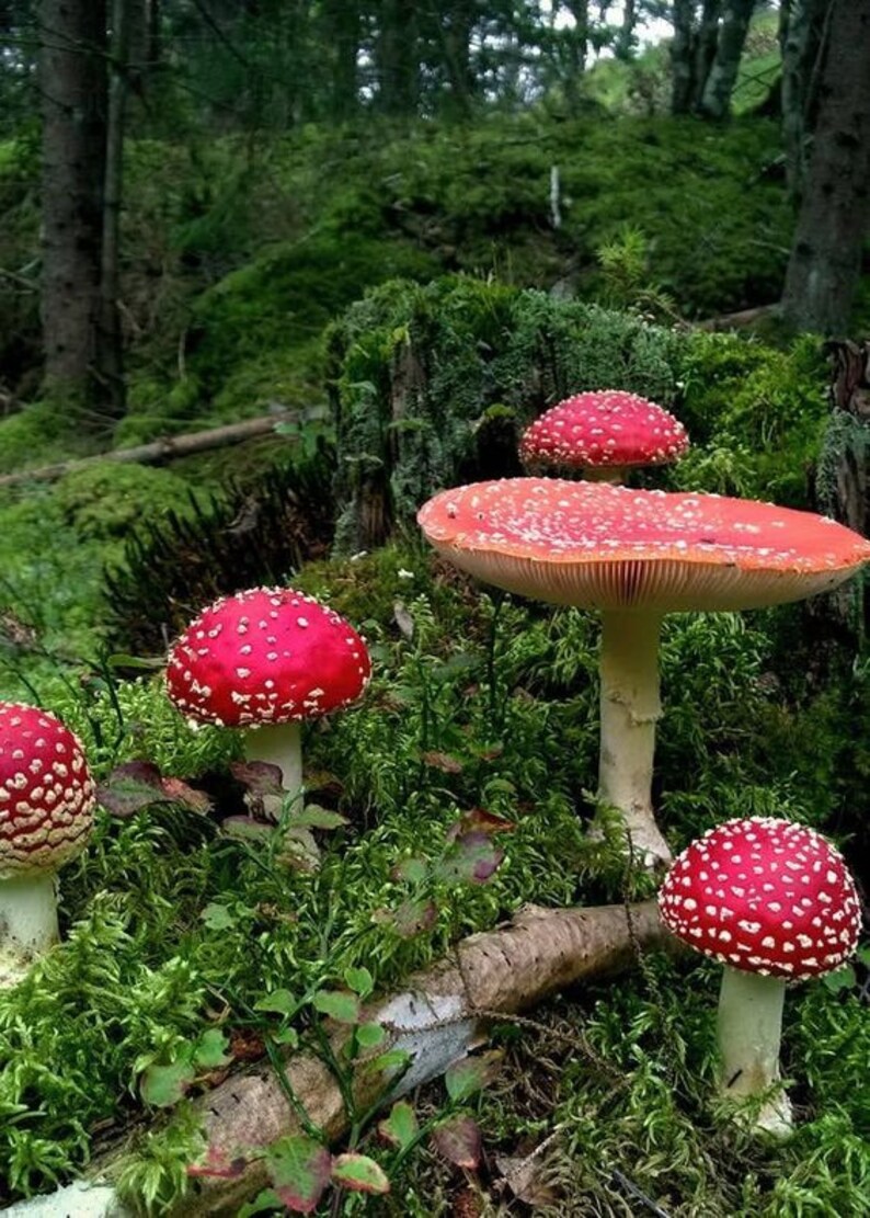 May include: Four red and white spotted mushrooms growing in a mossy forest setting. The largest mushroom has a wide, flat cap and a white stem.