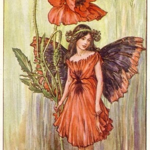 May include: A fairy with dark wings and a red dress stands in front of a large red poppy flower. The text "The Poppy Fairy" is written at the bottom of the image.