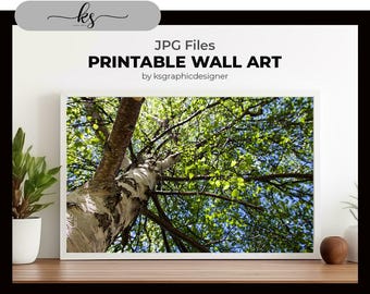 BIRCH TREE Wall Art - Natural Wall Decor - Nature Photography - Digital Download Print File