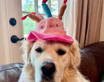 Puede incluir: Un perro golden retriever con un sombrero de cumpleaños rosa con el texto "Happy Birthday" y un pañuelo rosa con un patrón blanco y negro.