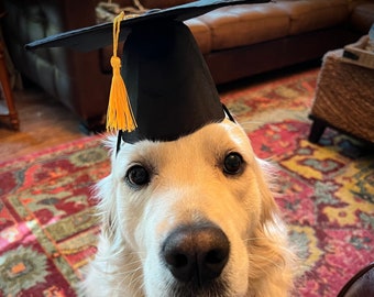 The Bubbacini Puppy Graduation Hat