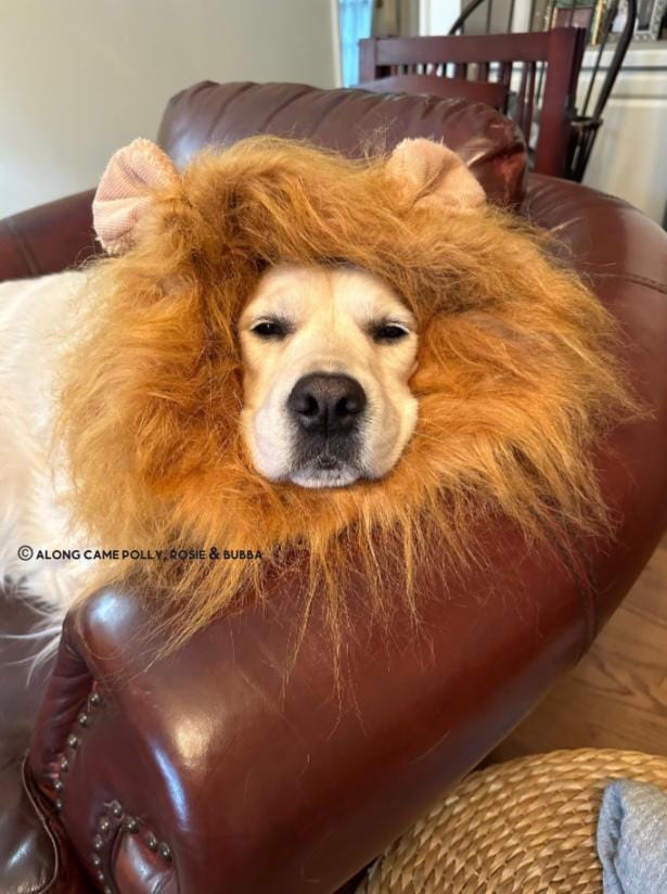 Dog Lion Mane - Etsy Dog Lion Mane - Etsy