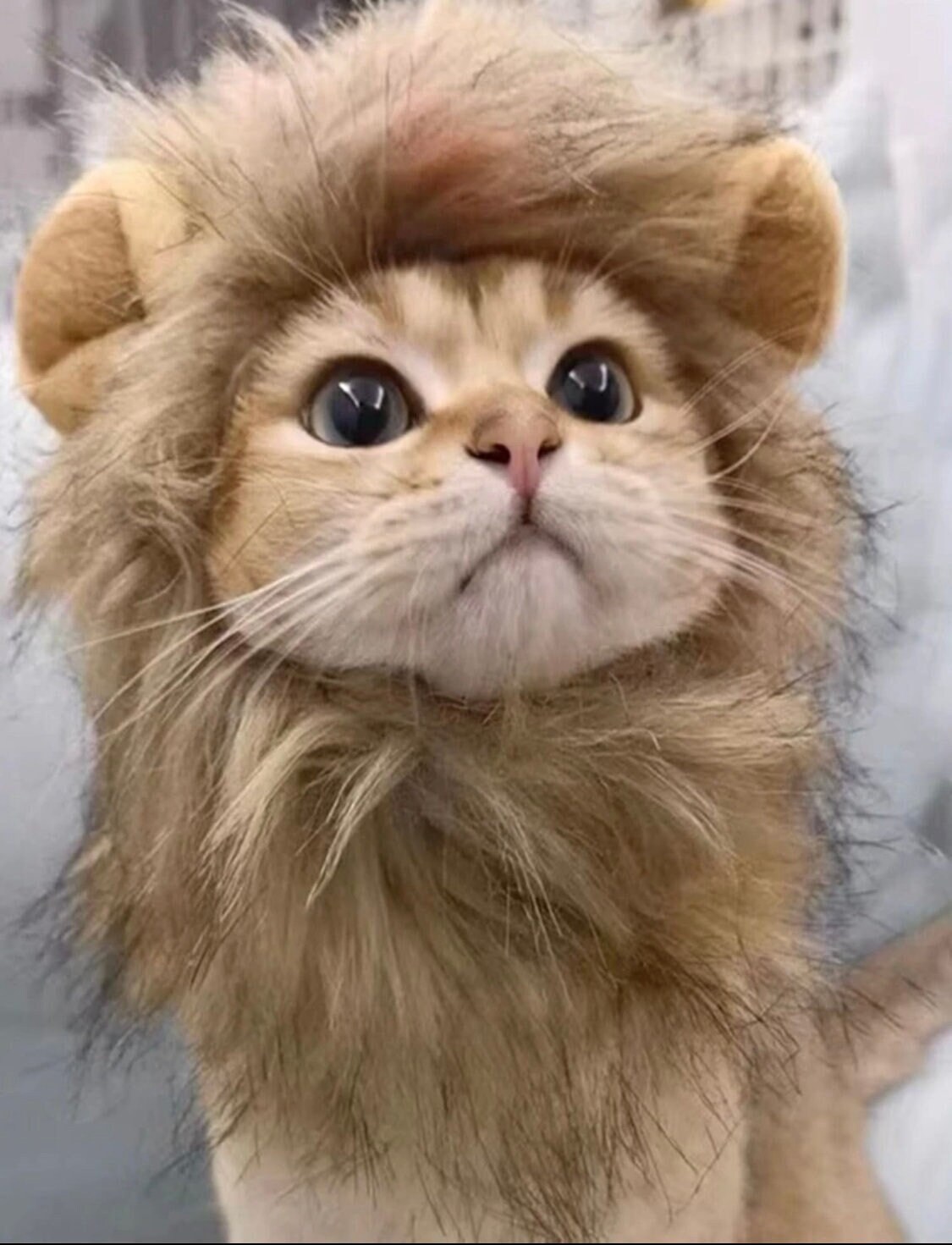 Cat Lion Costume - Etsy