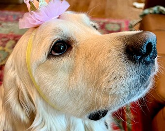 The Bubbacini Tiny Crown