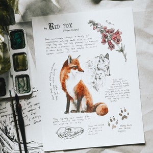 Natural Study - Red Fox (Vulpes Vulpes), Watercolor Art Print
