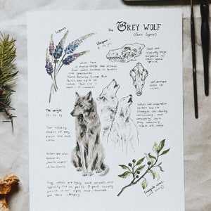 Natuurlijke studie - grijze wolf (Canis lupus), aquarelkunstdruk