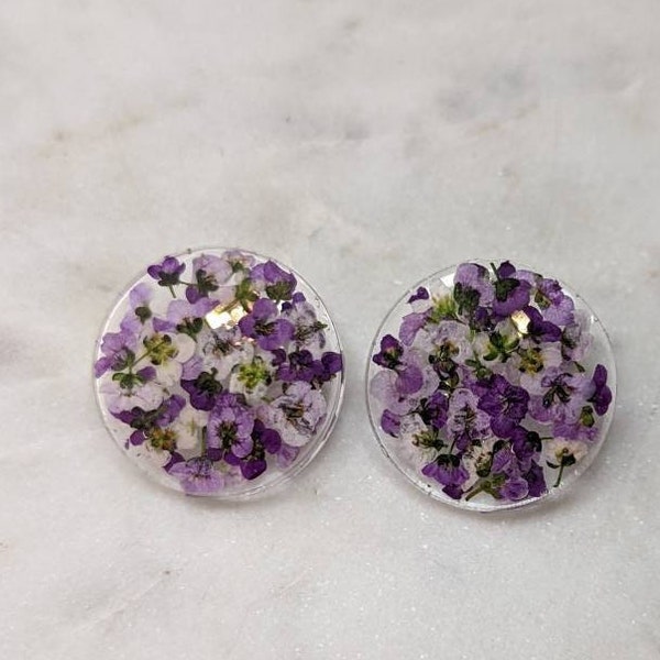 Large Button Stud Earrings Purple Sweet Alyssum Real Flowers