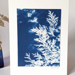 Original Cyanotype Print: Port Orford Cedar & Gypsophila, 8x6 Frame