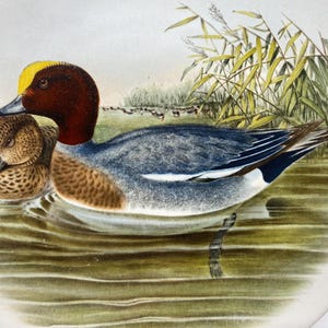 May include: A vintage illustration of a pair of ducks swimming in a pond. The duck in the foreground has a yellow head and a brown body. The duck in the background is brown and white. The ducks are surrounded by green reeds.