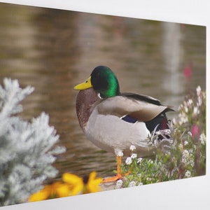 Sweet Duck Canvas Wall Art Print | Poster Print Decor for Home & Office Decoration I Poster or READY TO HANG