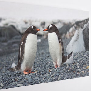 PinguinPaar, LeinwandBild | Poster Print Dekor für Zuhause & Büro Dekoration I Poster oder FERTIG ZUM AUFHÄNGEN
