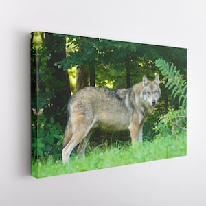 Wolf in Nature, Canvas Wall Art Print | Poster Print Decor for Home & Office Decoration I Poster or READY TO HANG