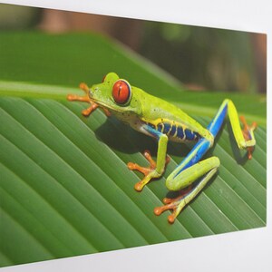 Rainbow Frog, Canvas Wall Art Print | Poster Print Decor voor Home & Office Decoratie I Poster of KLAAR OM OP TE HANGEN