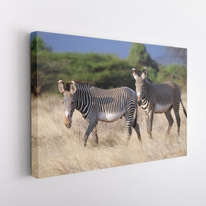 Couple Zebra, Canvas Wall Art Print | Poster Print Decor for Home & Office Decoration I Poster or READY TO HANG