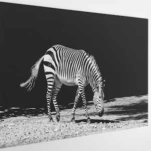 Walking Zebra, Canvas Wall Art Print | Poster Print Decor for Home & Office Decoration I Poster or READY TO HANG