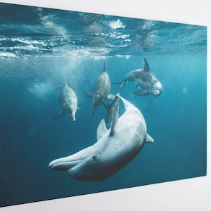 Family Dolphin, Canvas Wall Art Print | Poster Print Decor for Home & Office Decoration I Poster or READY TO HANG